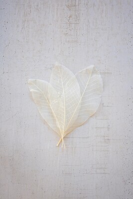 Twelve Piece Bundle Of Jumbo Skeleton Leaves