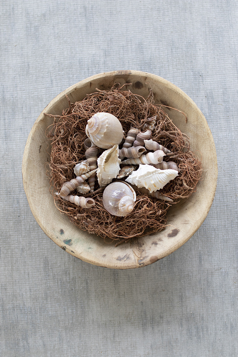 Bag Of 12 Assorted Shells w/Curly Moss