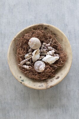 Bag Of 12 Assorted Shells w/Curly Moss