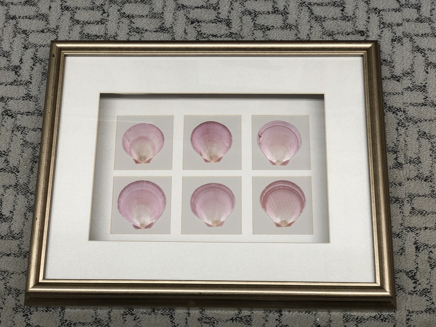 Cowrie 17"H x 22"W Cowrie 17"H x 22"W