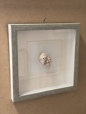 Framed Shells under Glass III