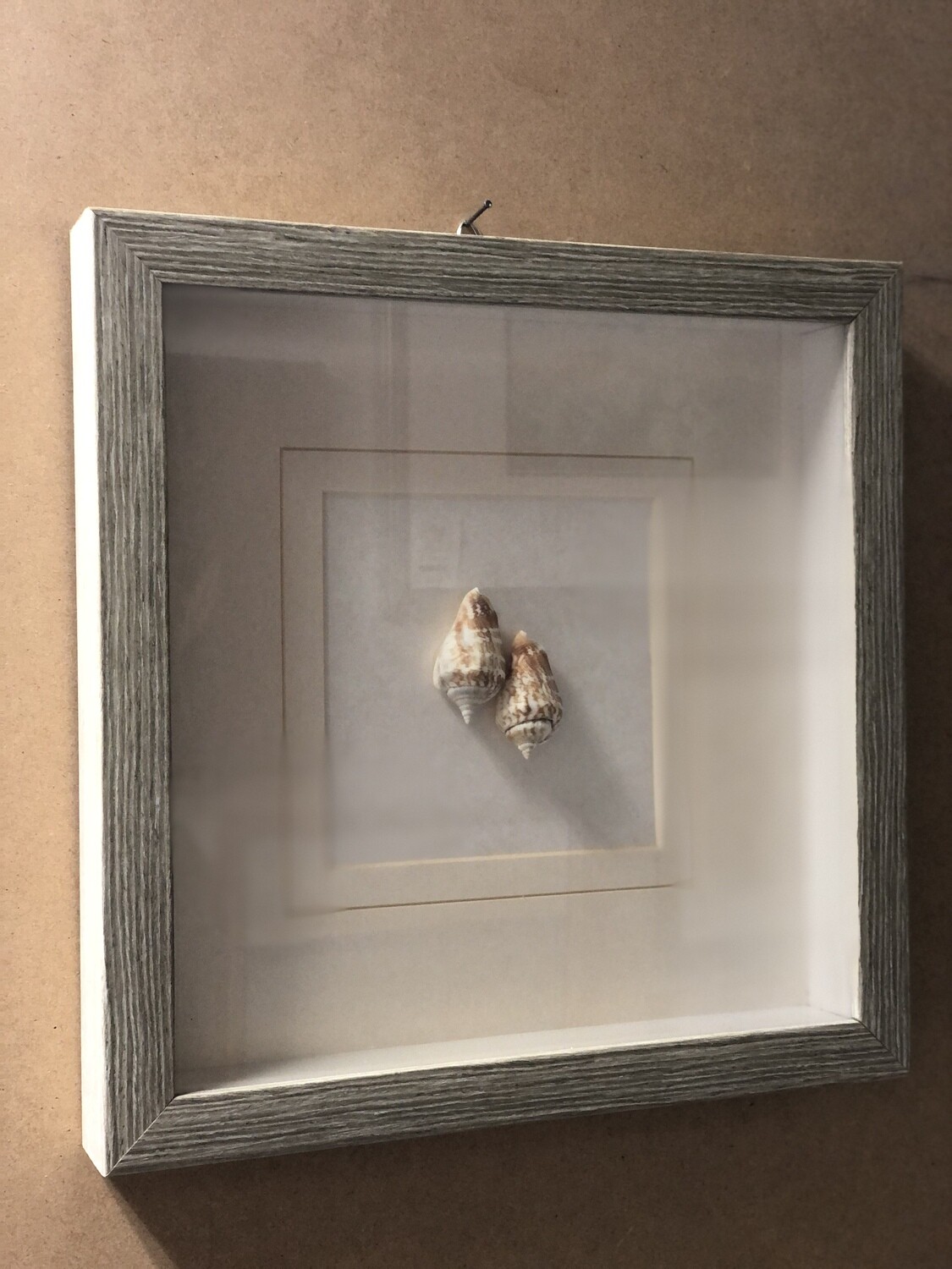 Framed Shells under Glass II
