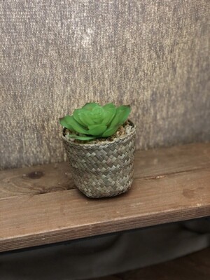 4" Succulent III 4" Succulent III