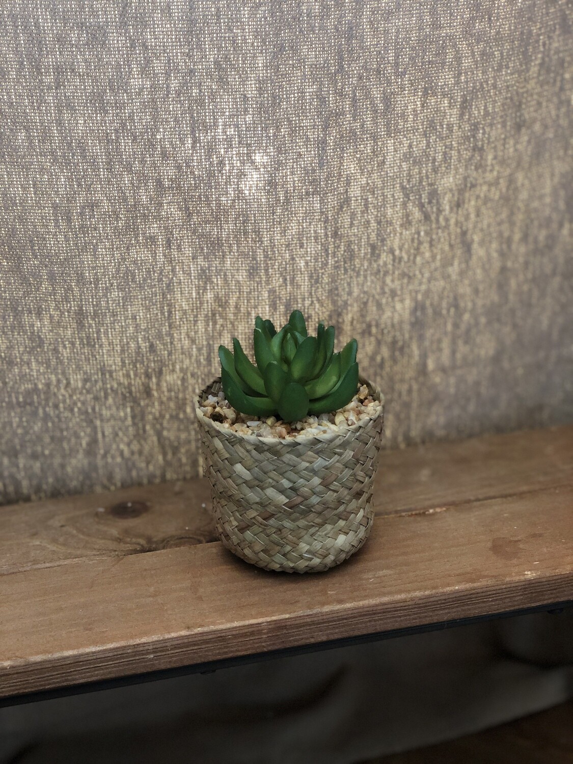 4&quot; Succulent IV