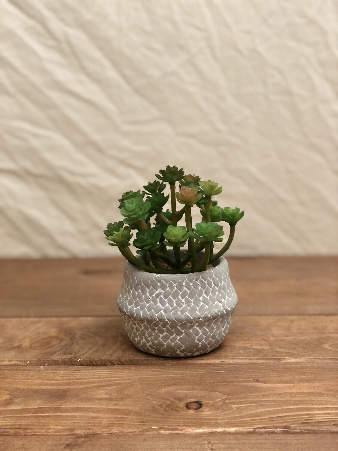 Grey & White Vase w/Succulent II Grey & White Vase w/Succulent II