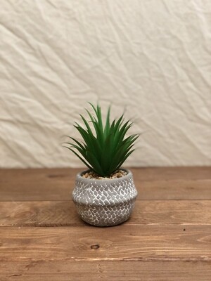 Grey &amp; White Vase w/Succulent I