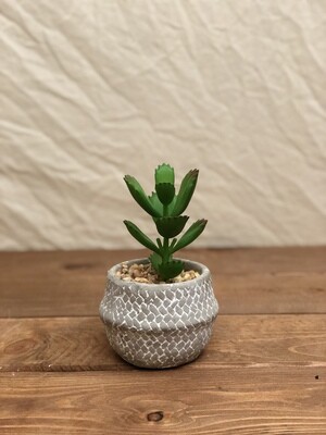 Grey &amp; White Vase w/Succulent III