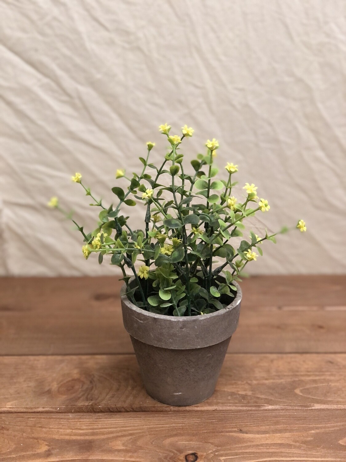 Spring Yellow Floral Succulent Spring Yellow Floral Succulent