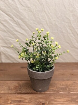 Spring Yellow Floral Succulent Spring Yellow Floral Succulent
