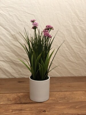 Blooming Grass in Ceramic Pot Pink 12" Blooming Grass in Ceramic Pot Pink 12"