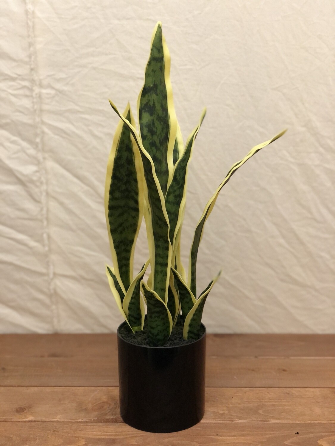 Sansevieria in Black Pot 19"