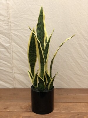 Sansevieria in Black Pot 19" Sansevieria in Black Pot 19"