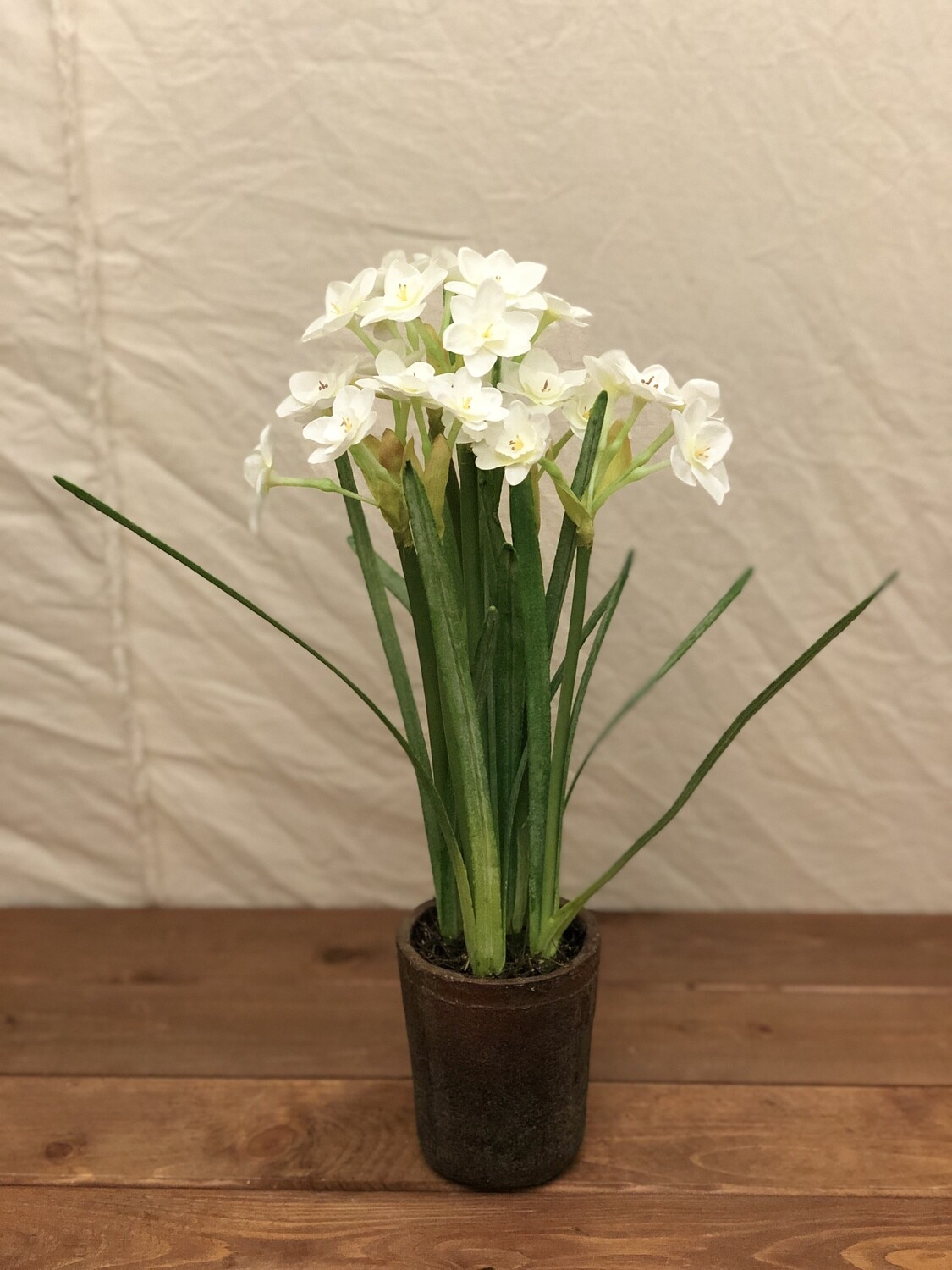Narcissus in Cement Pot 16"