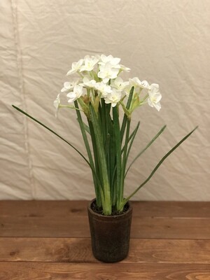 Narcissus in Cement Pot 16"