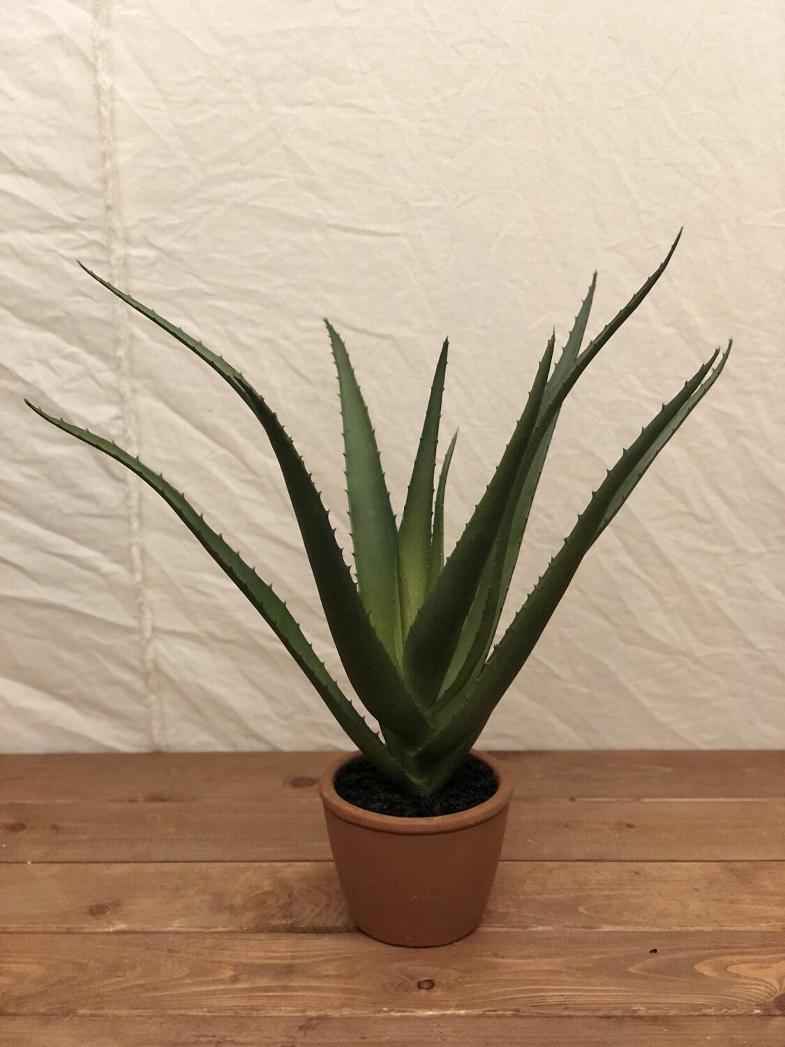 Agave in Cement Pot 17"