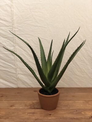 Agave in Cement Pot 17"