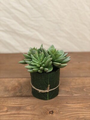 Succulent in Glass Vase Green 5.5"