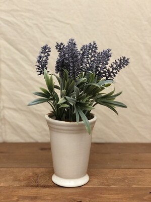 Lavender in Ceramic Pot I 11"