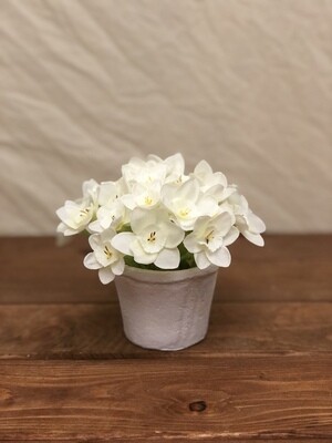Narcissus in Mango Planter White 4.5"