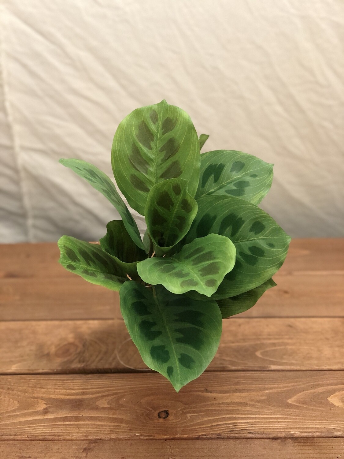 Maranta Bush 11" Maranta Bush 11"
