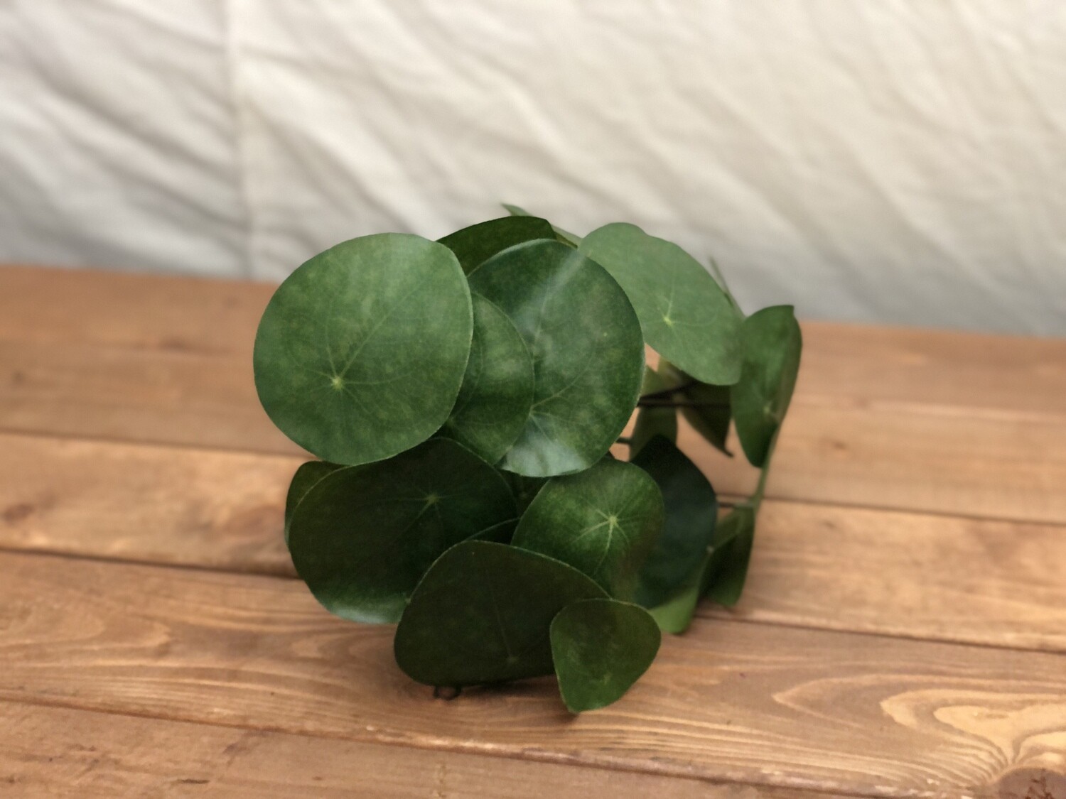 Watercress Leaf Bush 13&quot;