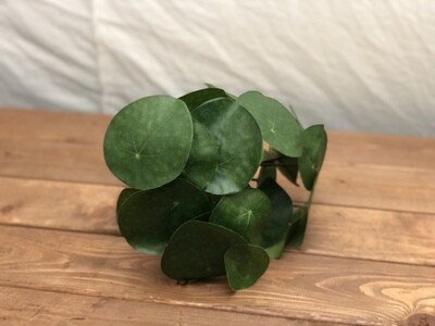 Watercress Leaf Bush 13" Watercress Leaf Bush 13"
