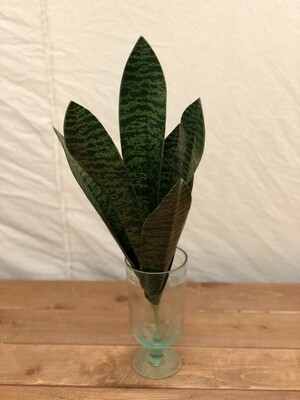 Sansevieria Plant 16"