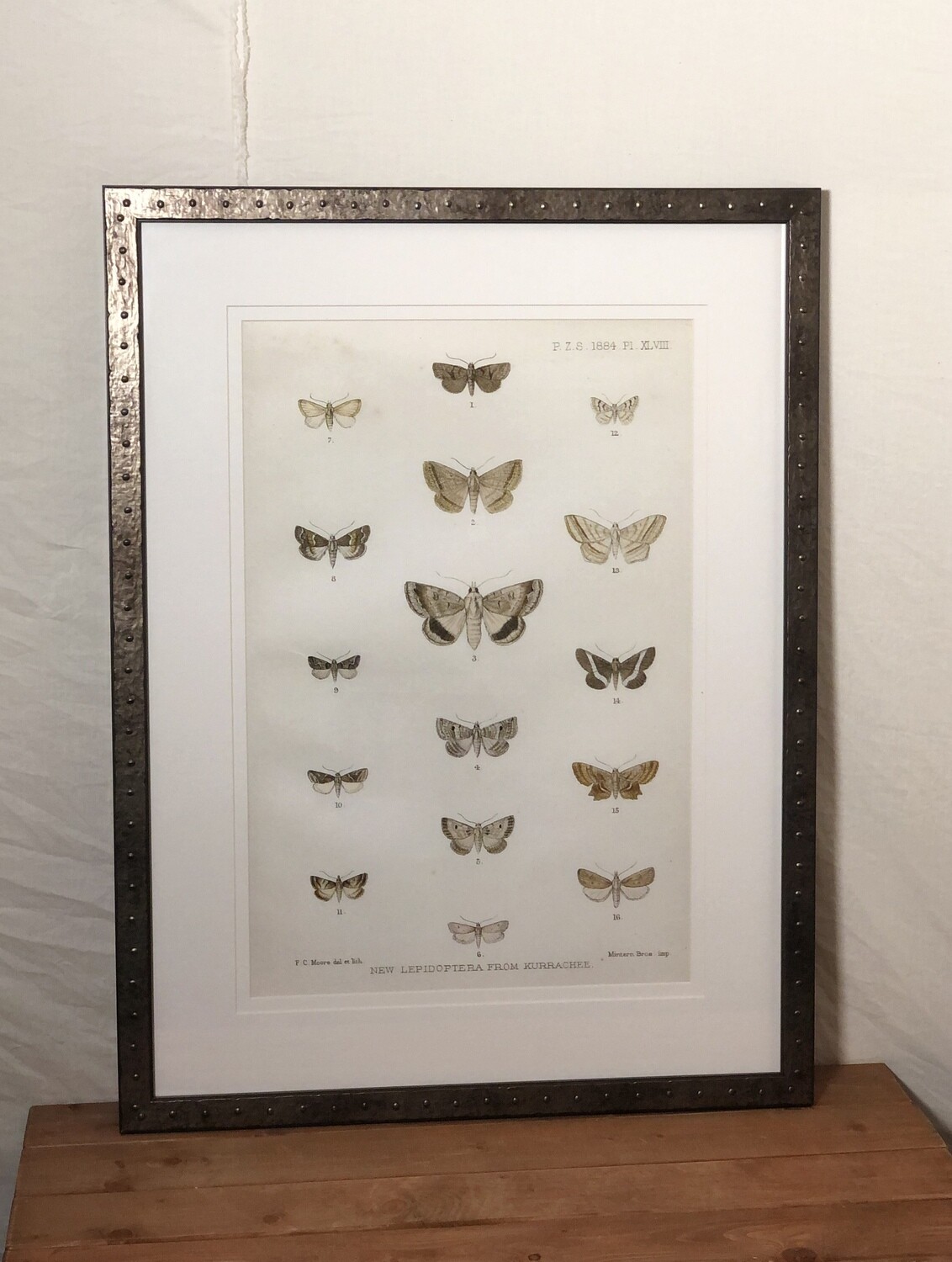 Lepoodoptera II
