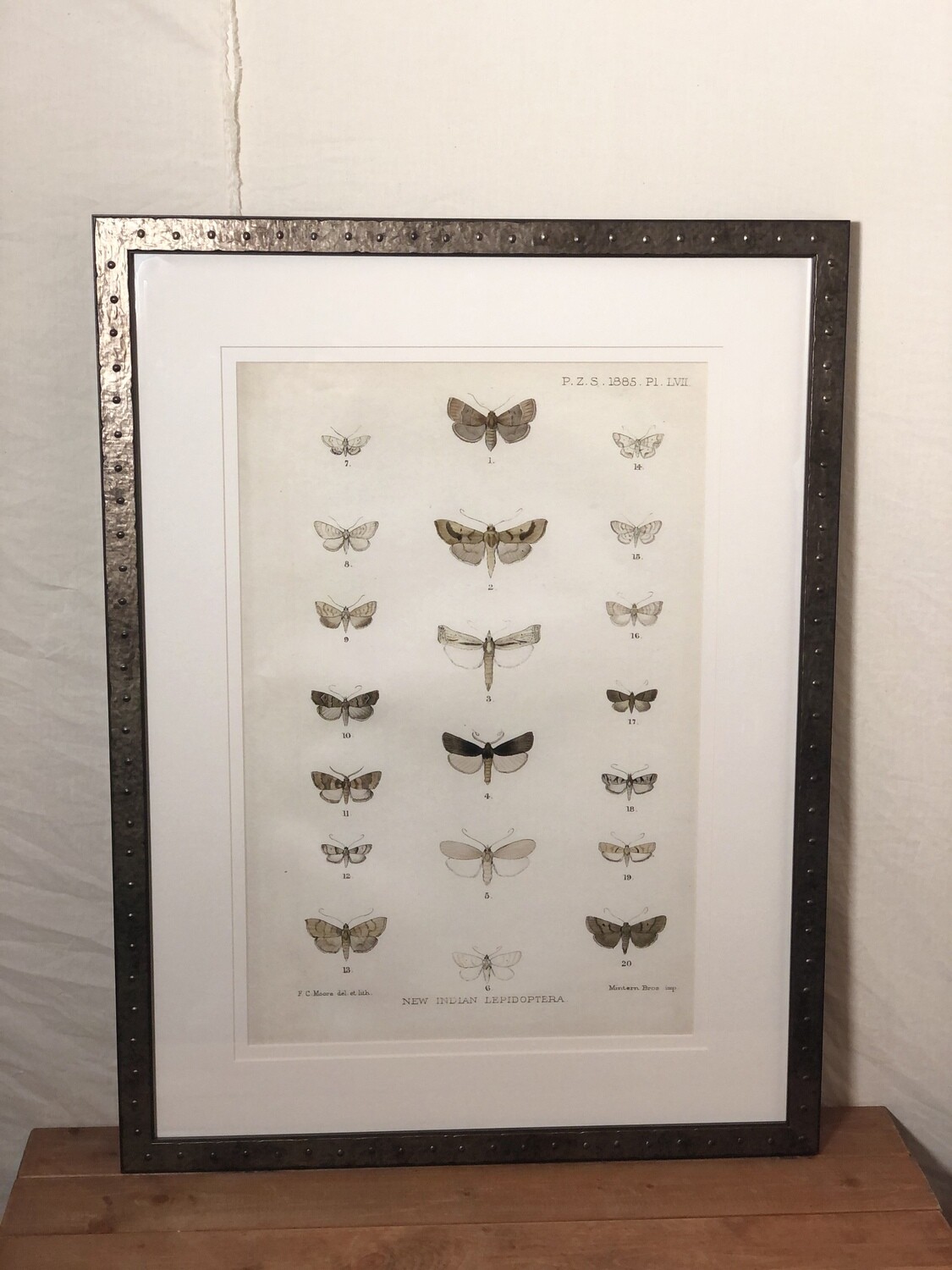 Lepoodoptera I