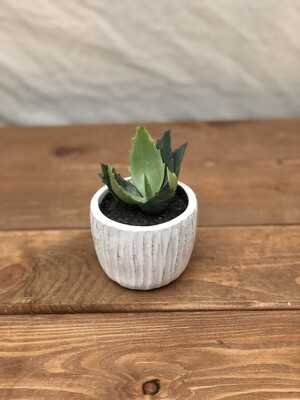 Mini Succulent in Whitewash Pot V Mini Succulent in Whitewash Pot V