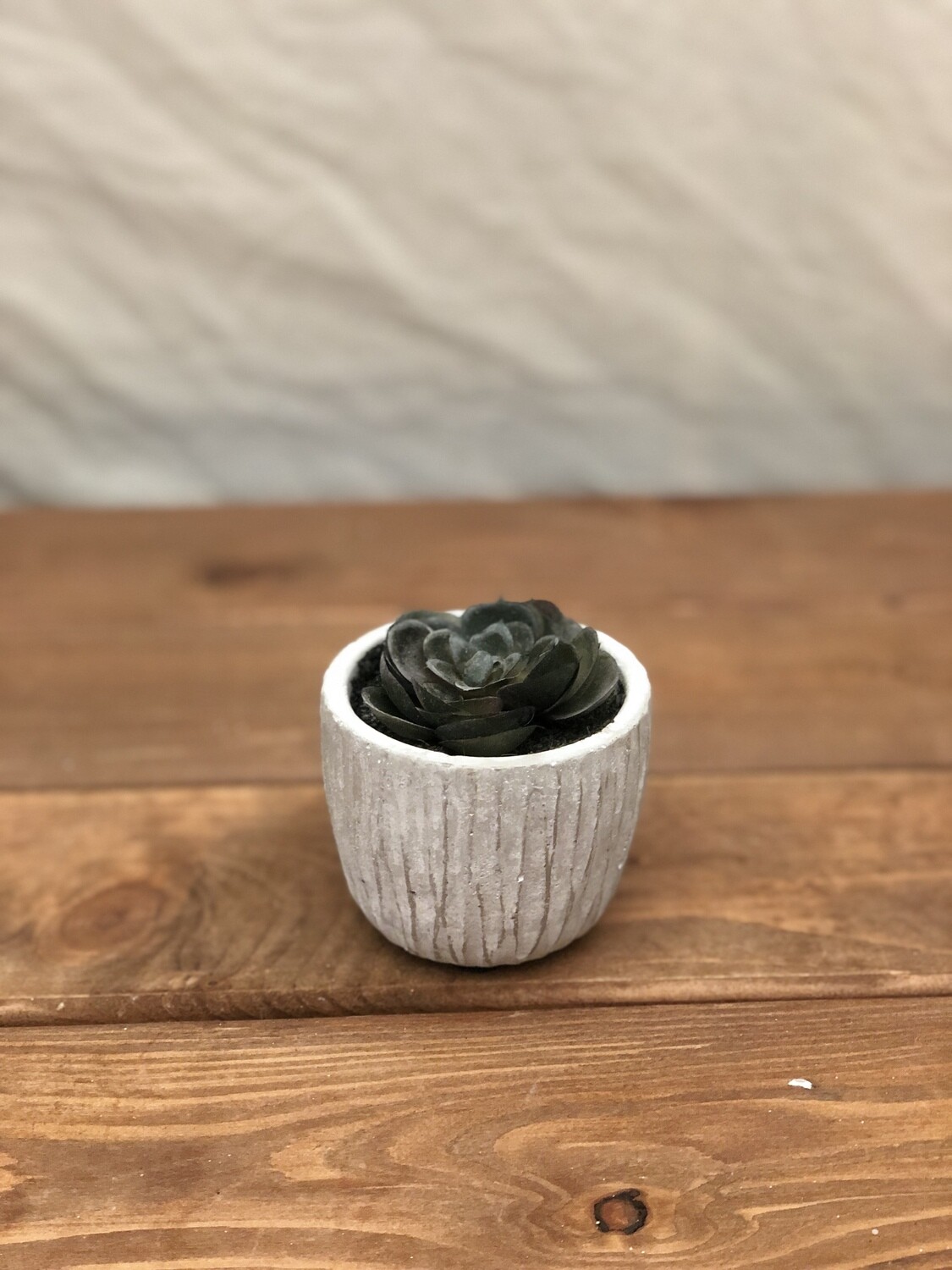 Mini Succulent in Whitewash Pot I