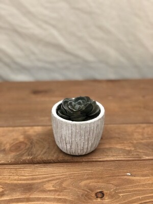 Mini Succulent in Whitewash Pot I