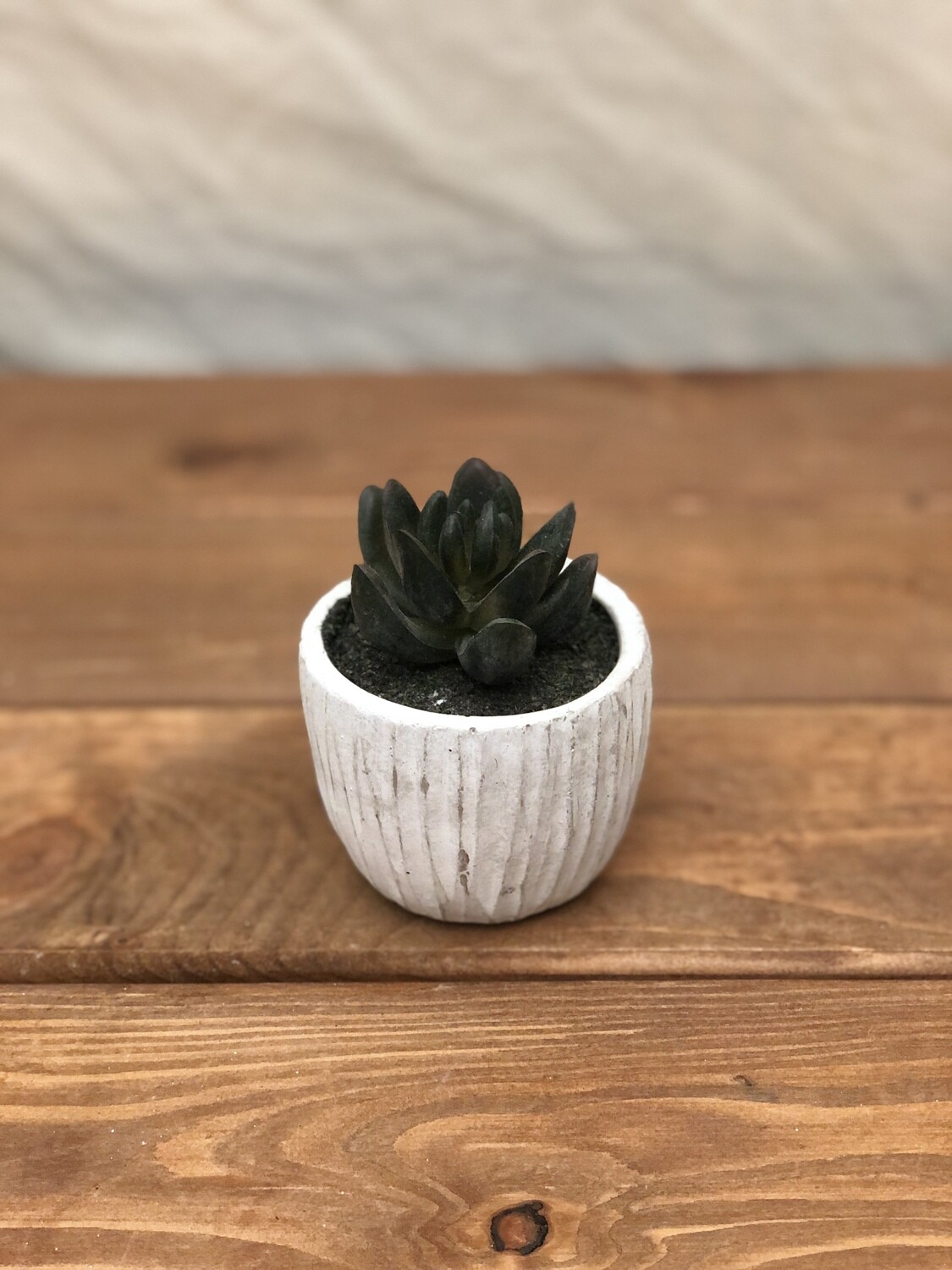 Mini Succulent in Whitewash Pot VI Mini Succulent in Whitewash Pot VI