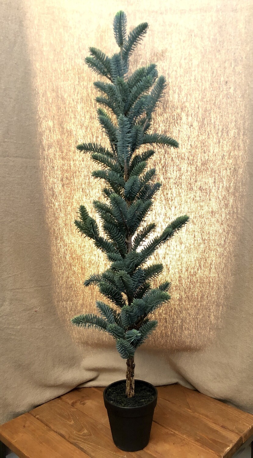Pine Tree in Plastic Pot 33"