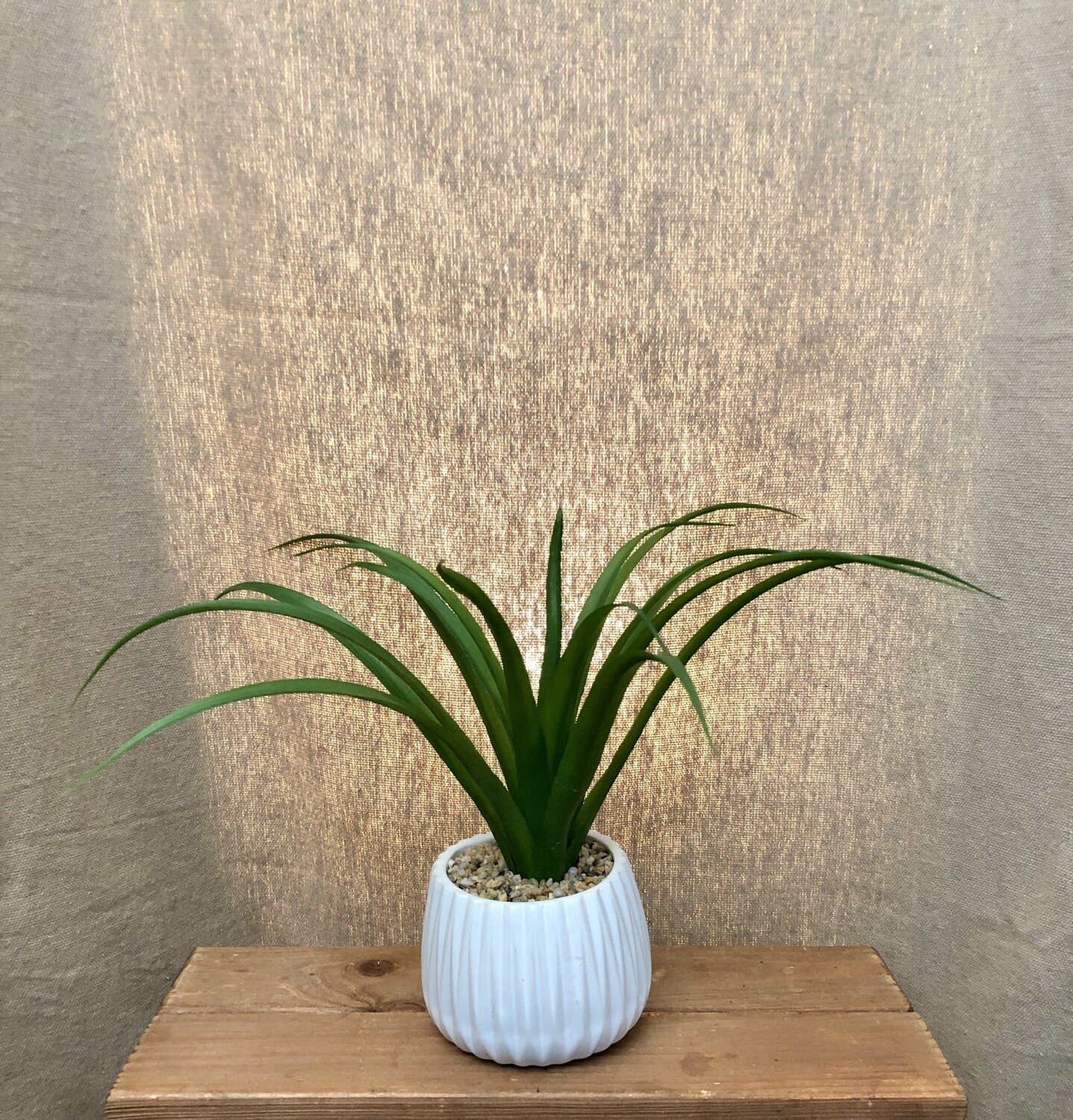 Succulent in White Ceramic Pot I Succulent in White Ceramic Pot I