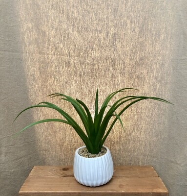 Succulent in White Ceramic Pot I Succulent in White Ceramic Pot I