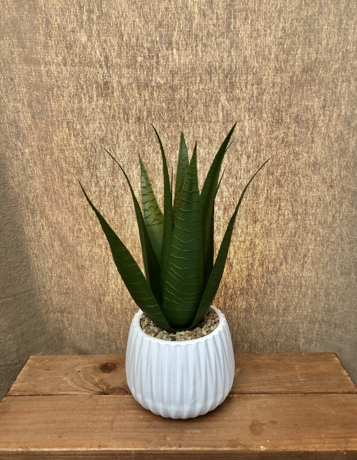 Succulent in White Ceramic Pot II Succulent in White Ceramic Pot II