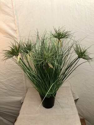 Grass w/5 Heads w/Plastic Pot 24"