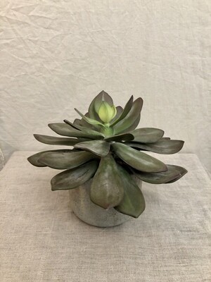 Succulent w/Cement Pot 7"