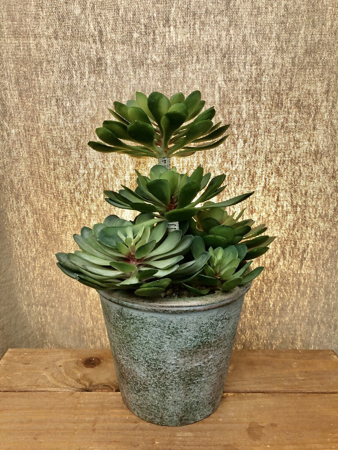 Large Zwartkop Succulent in a Pot