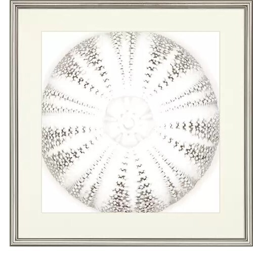 Sea Urchin - Neutral Alabas