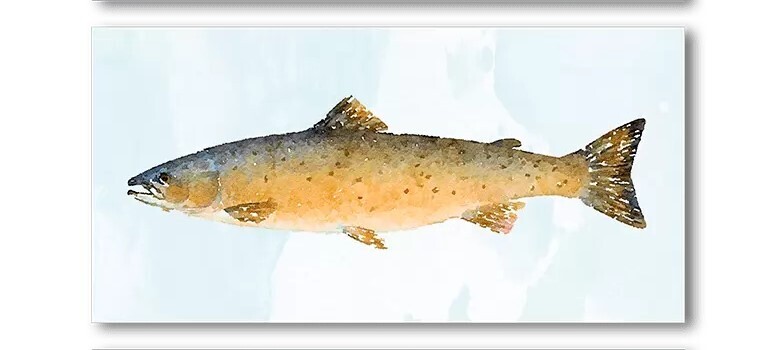 Samaki II