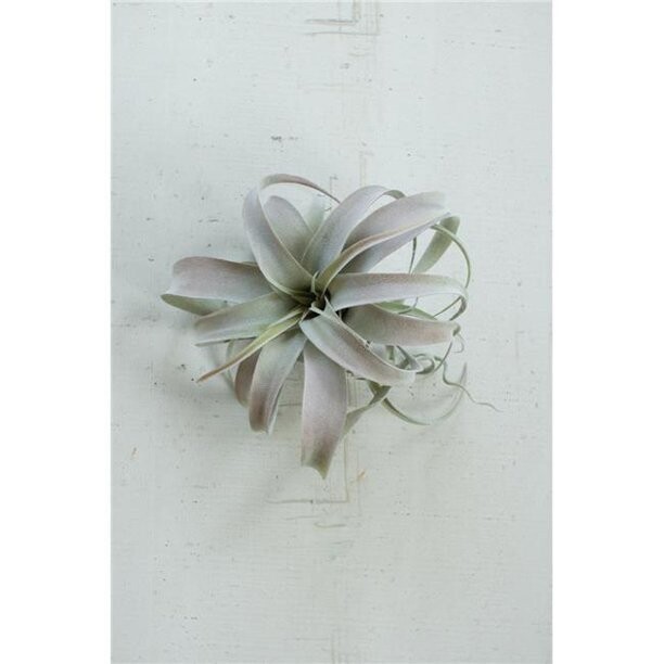 Extra Large Tillandsia Plant