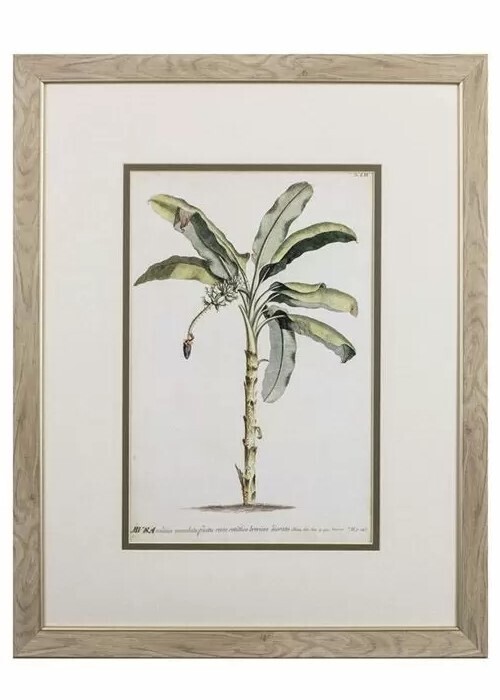 Banana Palm II Banana Palm II