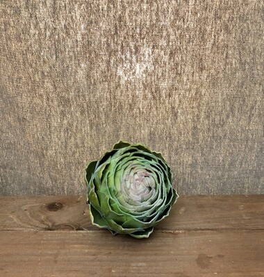 Artichoke GR/TT 3.5" x 4T Artichoke GR/TT 3.5" x 4T