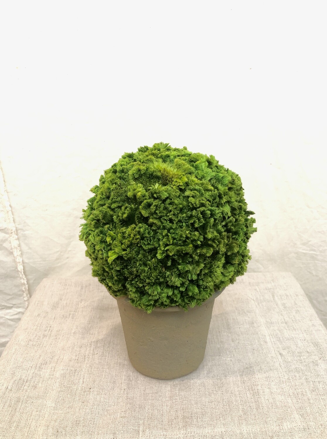 Pre Celosia Ball Topiary 9.8&quot;