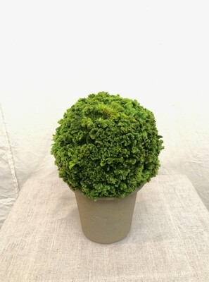 Pre Celosia Ball Topiary 9.8" Pre Celosia Ball Topiary 9.8"