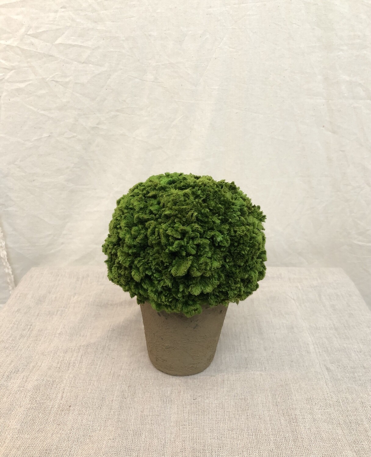 Preserved Moss in Clay Pot 6.3"