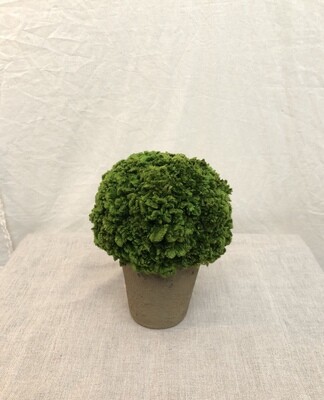 Preserved Moss in Clay Pot 6.3&quot;