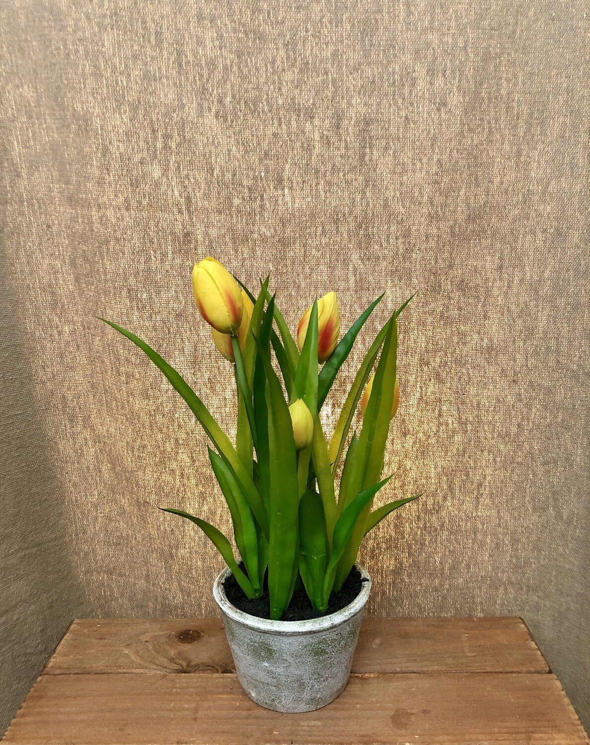 Tulip in Paper Mache Pot Yellow 13" Tulip in Paper Mache Pot Yellow 13"